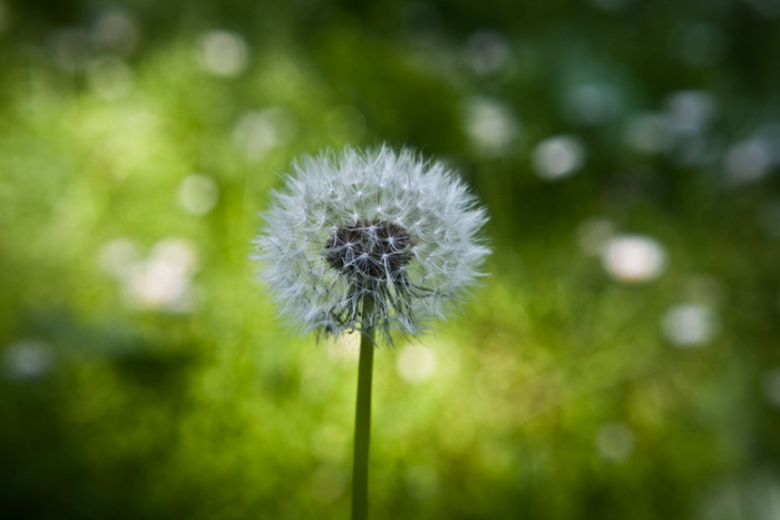 Dandelion Clock