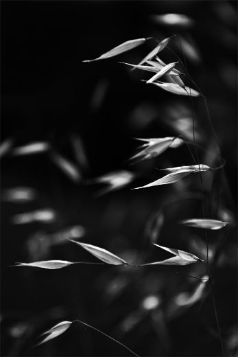 Grass