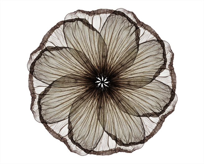 Petal Wheel