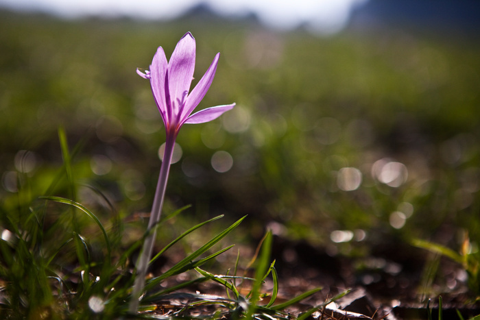 Crocus